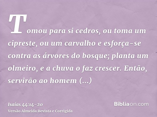 Tomou para si cedros, ou toma um cipreste, ou um carvalho e esforça-se contra as árvores do bosque; planta um olmeiro, e a chuva o faz crescer.Então, servirão a