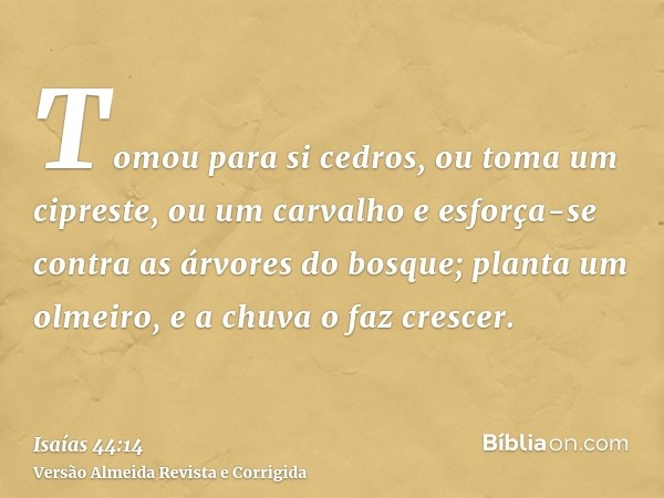 Tomou para si cedros, ou toma um cipreste, ou um carvalho e esforça-se contra as árvores do bosque; planta um olmeiro, e a chuva o faz crescer.