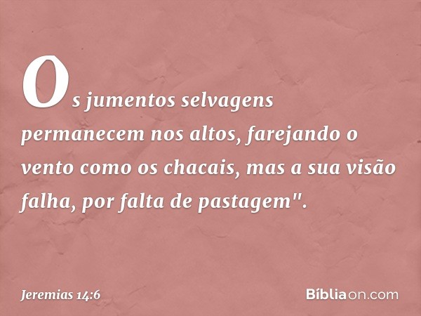 Os jumentos selvagens
permanecem nos altos,
farejando o vento como os chacais,
mas a sua visão falha,
por falta de pastagem". -- Jeremias 14:6