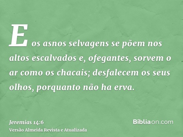 E os asnos selvagens se põem nos altos escalvados e, ofegantes, sorvem o ar como os chacais; desfalecem os seus olhos, porquanto não ha erva.