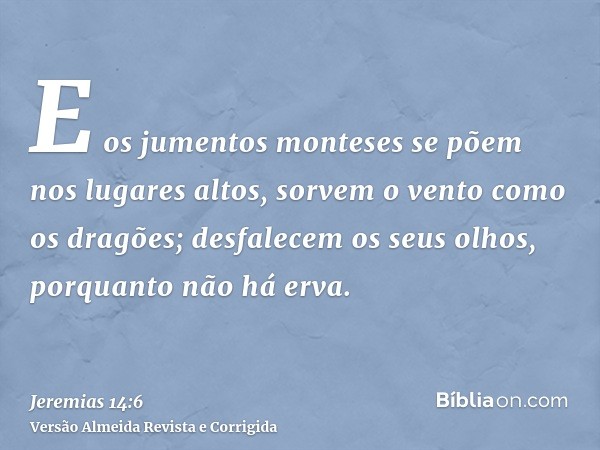 E os jumentos monteses se põem nos lugares altos, sorvem o vento como os dragões; desfalecem os seus olhos, porquanto não há erva.