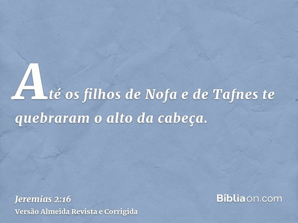 Até os filhos de Nofa e de Tafnes te quebraram o alto da cabeça.