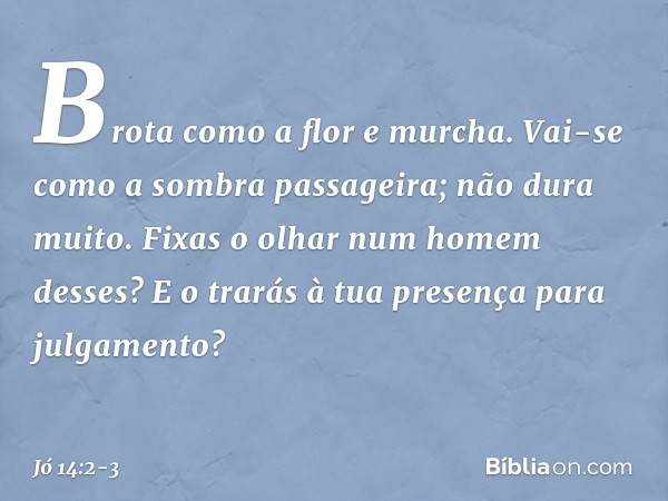 Brota como a flor e murcha.
Vai-se como a sombra passageira;
não dura muito. Fixas o olhar num homem desses?
E o trarás à tua presença
para julgamento? -- Jó 14