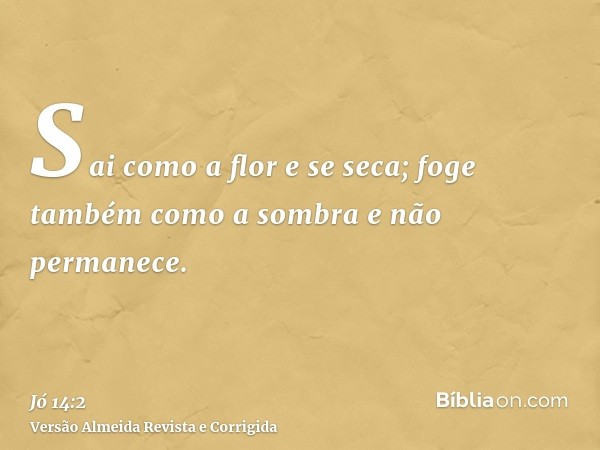 Sai como a flor e se seca; foge também como a sombra e não permanece.