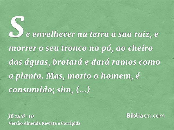 Se envelhecer na terra a sua raiz, e morrer o seu tronco no pó,ao cheiro das águas, brotará e dará ramos como a planta.Mas, morto o homem, é consumido; sim, ren