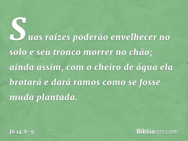 Suas raízes poderão envelhecer
no solo
e seu tronco morrer no chão; ainda assim, com o cheiro de água
ela brotará
e dará ramos como se fosse
muda plantada. -- J