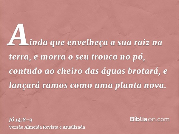 Ainda que envelheça a sua raiz na terra, e morra o seu tronco no pó,contudo ao cheiro das águas brotará, e lançará ramos como uma planta nova.