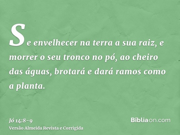 Se envelhecer na terra a sua raiz, e morrer o seu tronco no pó,ao cheiro das águas, brotará e dará ramos como a planta.