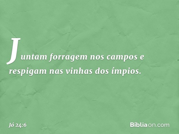 Juntam forragem nos campos
e respigam nas vinhas dos ímpios. -- Jó 24:6