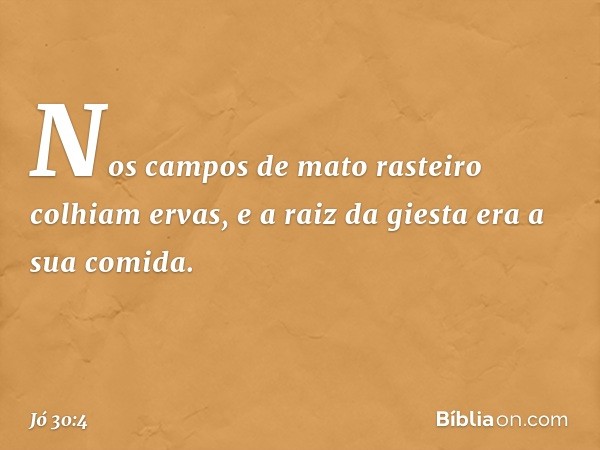 Nos campos de mato rasteiro
colhiam ervas,
e a raiz da giesta era a sua comida. -- Jó 30:4