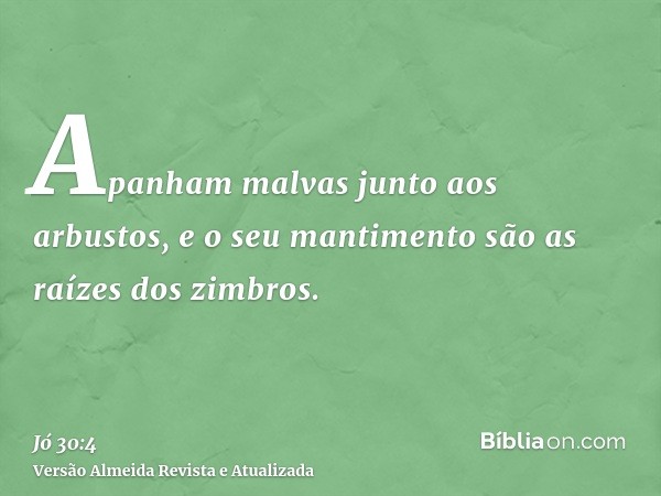 Apanham malvas junto aos arbustos, e o seu mantimento são as raízes dos zimbros.