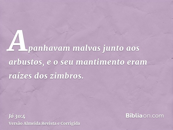 Apanhavam malvas junto aos arbustos, e o seu mantimento eram raízes dos zimbros.
