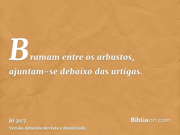 Bramam entre os arbustos, ajuntam-se debaixo das urtigas.