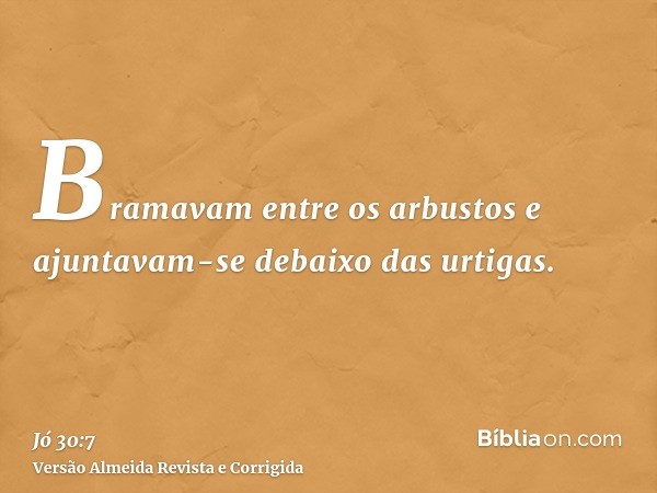 Bramavam entre os arbustos e ajuntavam-se debaixo das urtigas.