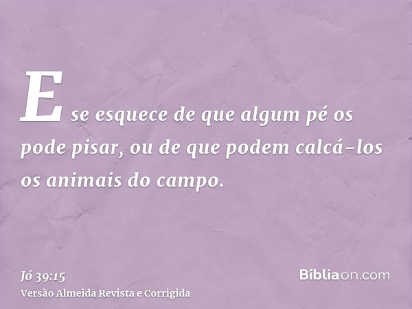 E se esquece de que algum pé os pode pisar, ou de que podem calcá-los os animais do campo.