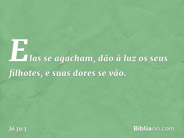 Elas se agacham,
dão à luz os seus filhotes,
e suas dores se vão. -- Jó 39:3