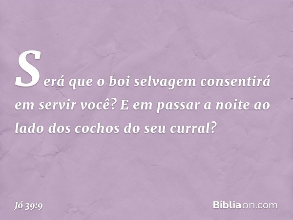 "Será que o boi selvagem consentirá
em servir você?
E em passar a noite ao lado dos cochos
do seu curral? -- Jó 39:9