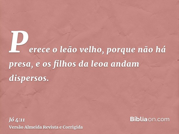 Perece o leão velho, porque não há presa, e os filhos da leoa andam dispersos.