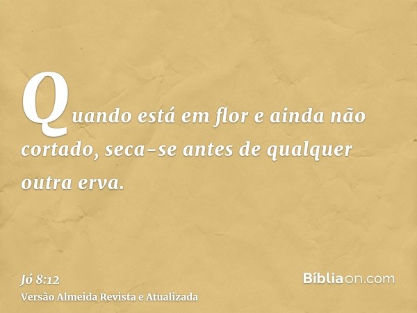 Quando está em flor e ainda não cortado, seca-se antes de qualquer outra erva.