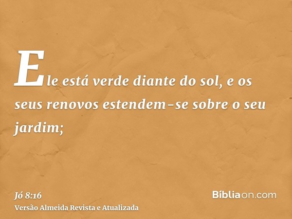 Ele está verde diante do sol, e os seus renovos estendem-se sobre o seu jardim;