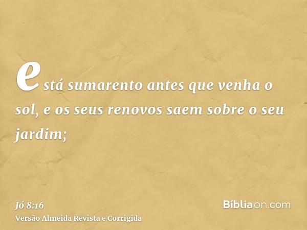 está sumarento antes que venha o sol, e os seus renovos saem sobre o seu jardim;