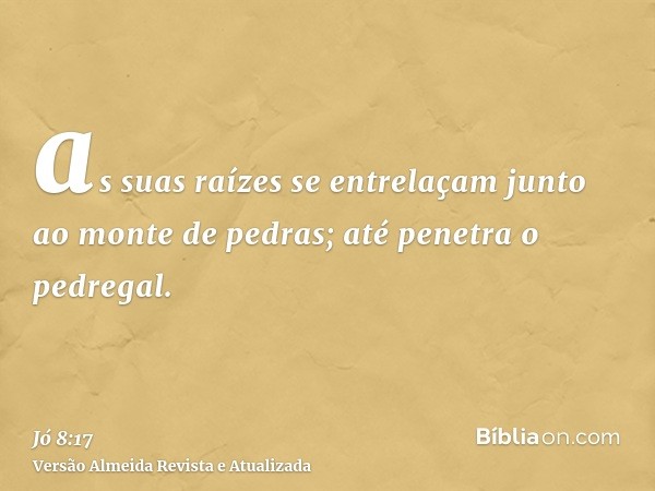 as suas raízes se entrelaçam junto ao monte de pedras; até penetra o pedregal.