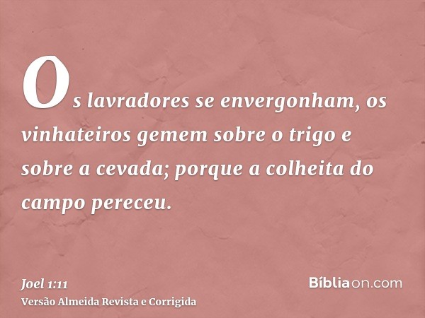 Os lavradores se envergonham, os vinhateiros gemem sobre o trigo e sobre a cevada; porque a colheita do campo pereceu.