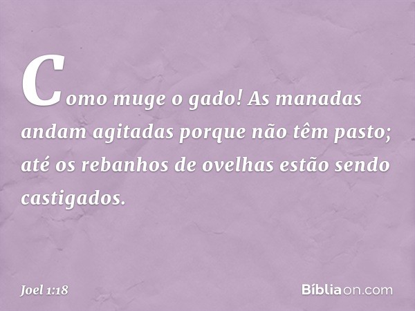 Como muge o gado!
As manadas andam agitadas
porque não têm pasto;
até os rebanhos de ovelhas
estão sendo castigados. -- Joel 1:18