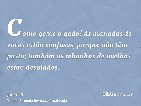 Como geme o gado! As manadas de vacas estão confusas, porque não têm pasto; também os rebanhos de ovelhas estão desolados.