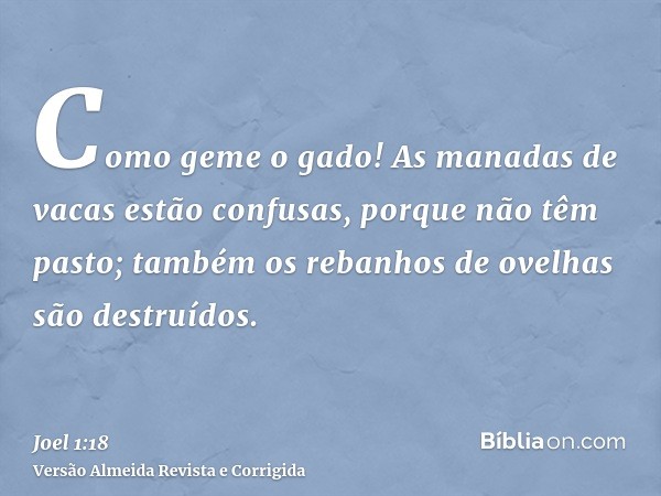 Como geme o gado! As manadas de vacas estão confusas, porque não têm pasto; também os rebanhos de ovelhas são destruídos.