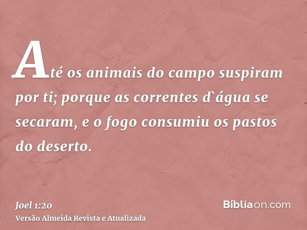 Até os animais do campo suspiram por ti; porque as correntes d`água se secaram, e o fogo consumiu os pastos do deserto.