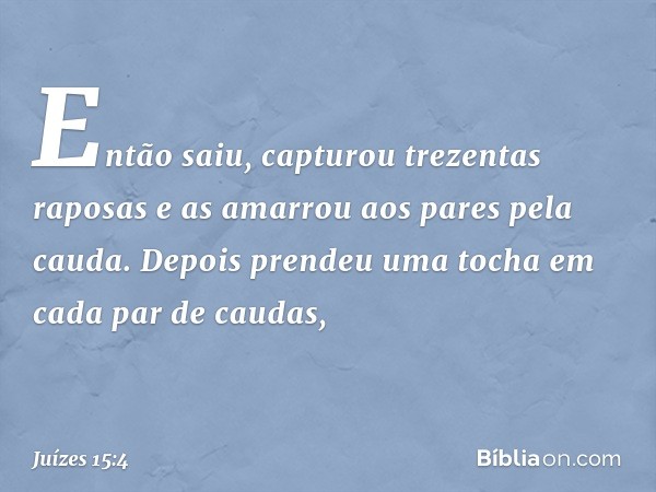 Então saiu, capturou trezentas raposas e as amarrou aos pares pela cauda. Depois prendeu uma tocha em cada par de caudas, -- Juízes 15:4