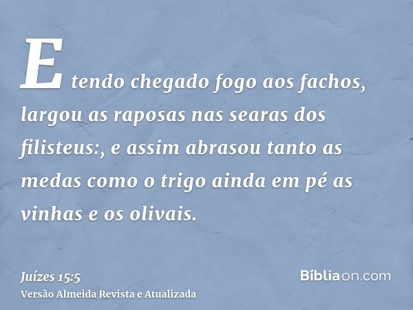 E tendo chegado fogo aos fachos, largou as raposas nas searas dos filisteus:, e assim abrasou tanto as medas como o trigo ainda em pé as vinhas e os olivais.