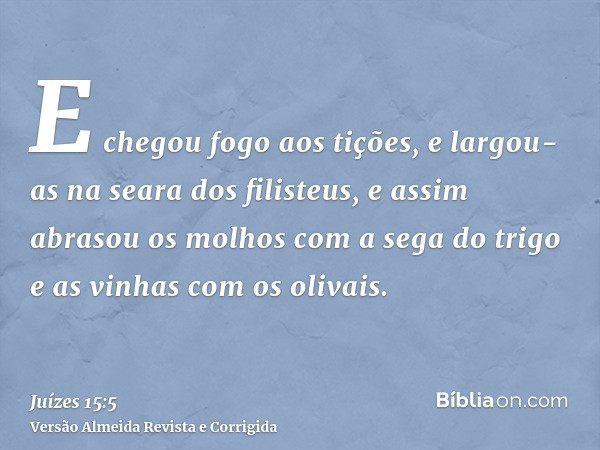 E chegou fogo aos tições, e largou-as na seara dos filisteus, e assim abrasou os molhos com a sega do trigo e as vinhas com os olivais.