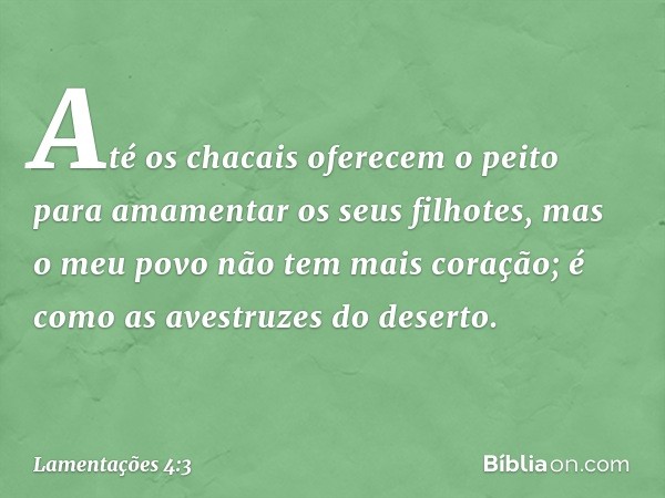 Até os chacais oferecem o peito
para amamentar os seus filhotes,
mas o meu povo não tem mais coração;
é como as avestruzes do deserto. -- Lamentações 4:3