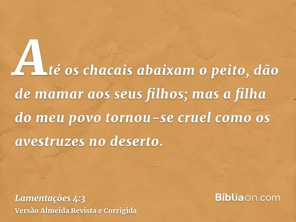 Até os chacais abaixam o peito, dão de mamar aos seus filhos; mas a filha do meu povo tornou-se cruel como os avestruzes no deserto.