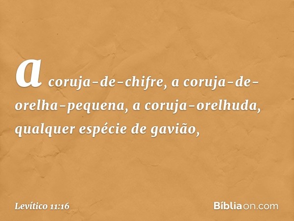 a coruja-de-chifre, a coruja-de-orelha-pequena, a coruja-orelhuda, qual­quer espécie de gavião, -- Levítico 11:16