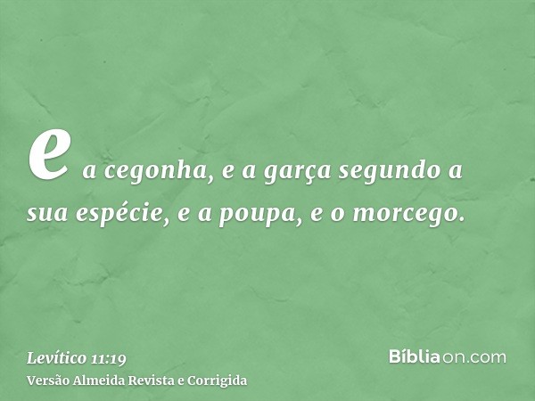 e a cegonha, e a garça segundo a sua espécie, e a poupa, e o morcego.