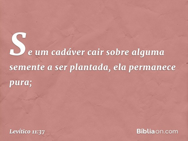 Se um cadáver cair sobre alguma semente a ser planta­da, ela permanece pura; -- Levítico 11:37