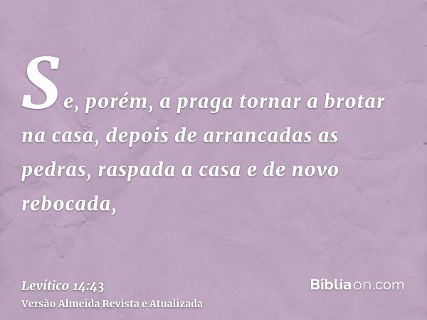 Se, porém, a praga tornar a brotar na casa, depois de arrancadas as pedras, raspada a casa e de novo rebocada,