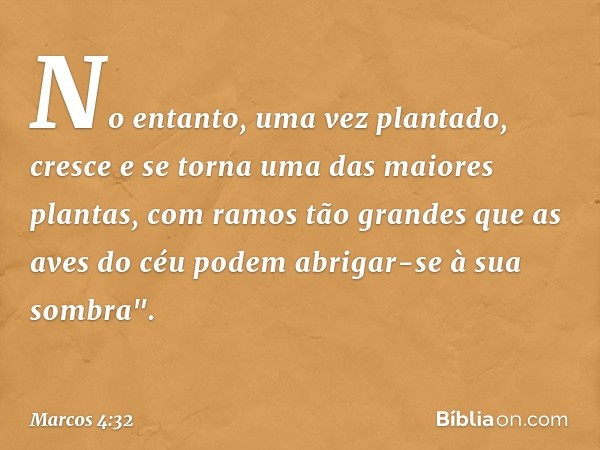 No entanto, uma vez plantado, cresce e se torna uma das maiores plantas, com ramos tão grandes que as aves do céu podem abrigar-se à sua sombra". -- Marcos 4:32