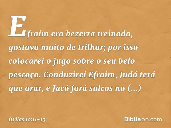 Efraim era bezerra treinada,
gostava muito de trilhar;
por isso colocarei
o jugo sobre o seu belo pescoço.
Conduzirei Efraim,
Judá terá que arar,
e Jacó fará su