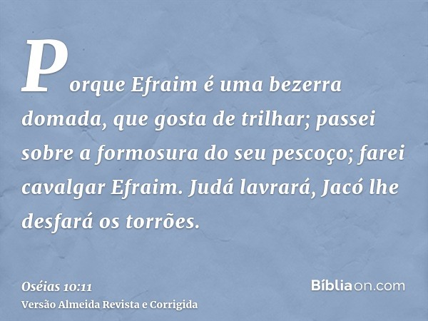 Porque Efraim é uma bezerra domada, que gosta de trilhar; passei sobre a formosura do seu pescoço; farei cavalgar Efraim. Judá lavrará, Jacó lhe desfará os torr