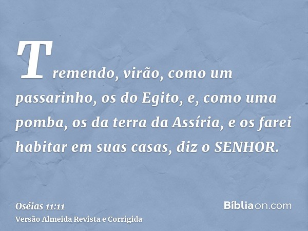 Tremendo, virão, como um passarinho, os do Egito, e, como uma pomba, os da terra da Assíria, e os farei habitar em suas casas, diz o SENHOR.