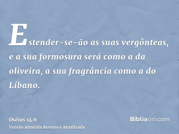 Estender-se-ão as suas vergônteas, e a sua formosura será como a da oliveira, a sua fragrância como a do Líbano.