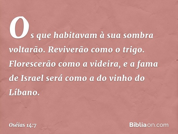 Os que habitavam à sua sombra
voltarão.
Reviverão como o trigo.
Florescerão como a videira,
e a fama de Israel
será como a do vinho do Líbano. -- Oséias 14:7