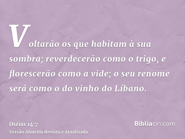 Voltarão os que habitam à sua sombra; reverdecerão como o trigo, e florescerão como a vide; o seu renome será como o do vinho do Líbano.