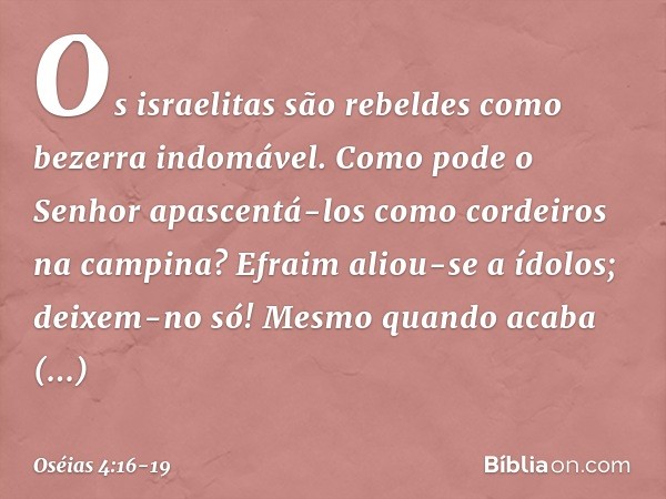 Os israelitas são rebeldes
como bezerra indomável.
Como pode o Senhor apascentá-los
como cordeiros na campina? Efraim aliou-se a ídolos;
deixem-no só! Mesmo qua