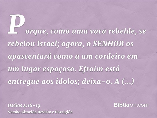 Porque, como uma vaca rebelde, se rebelou Israel; agora, o SENHOR os apascentará como a um cordeiro em um lugar espaçoso.Efraim está entregue aos ídolos; deixa-