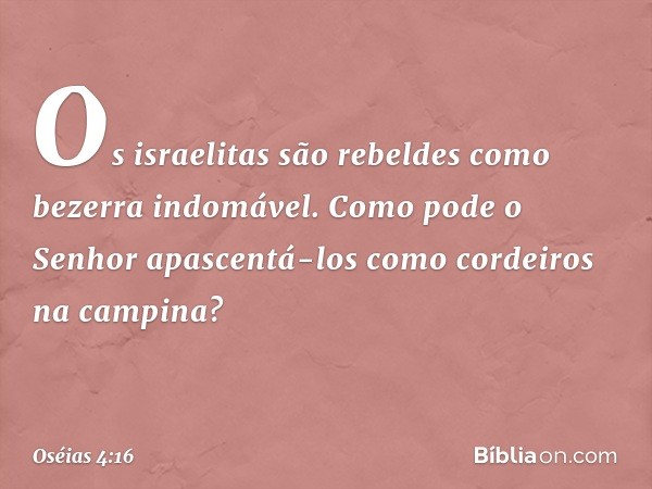 Os israelitas são rebeldes
como bezerra indomável.
Como pode o Senhor apascentá-los
como cordeiros na campina? -- Oséias 4:16